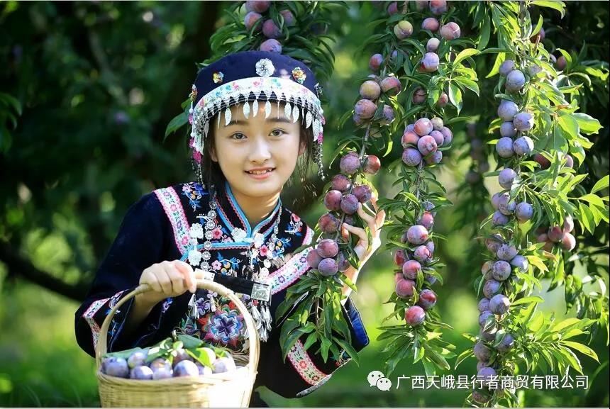图三 还没成熟的龙滩珍珠李涩过“初恋”,成熟后的珍珠李甜过“热恋”.jpg