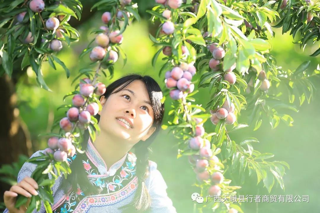 图二看着快成熟的龙滩珍珠李,口水都快流出来啦!.jpg